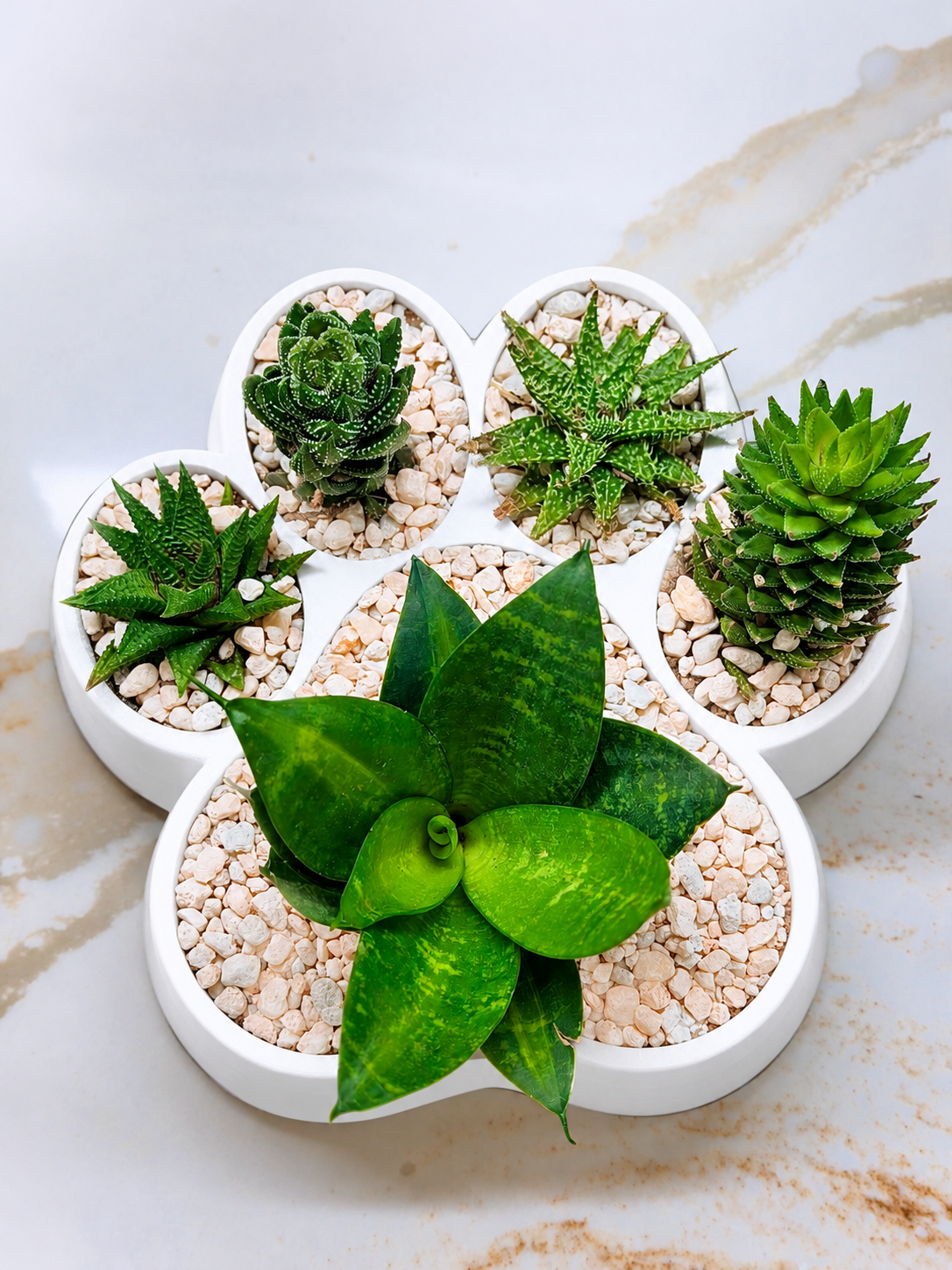 White Dog Paw Print Planter