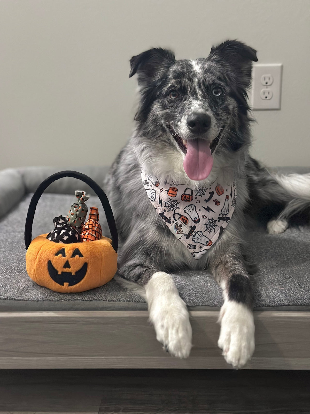 Howloween Hounds Collection
