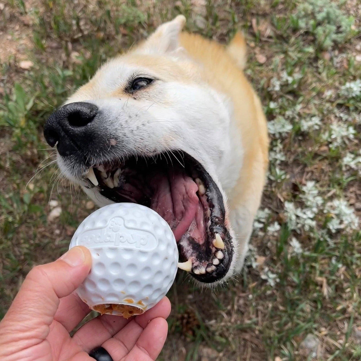 SodaPup Dog Toys - Golf Ball Rubber Dog Chew Toy | Floating Treat Dispenser | USA Made