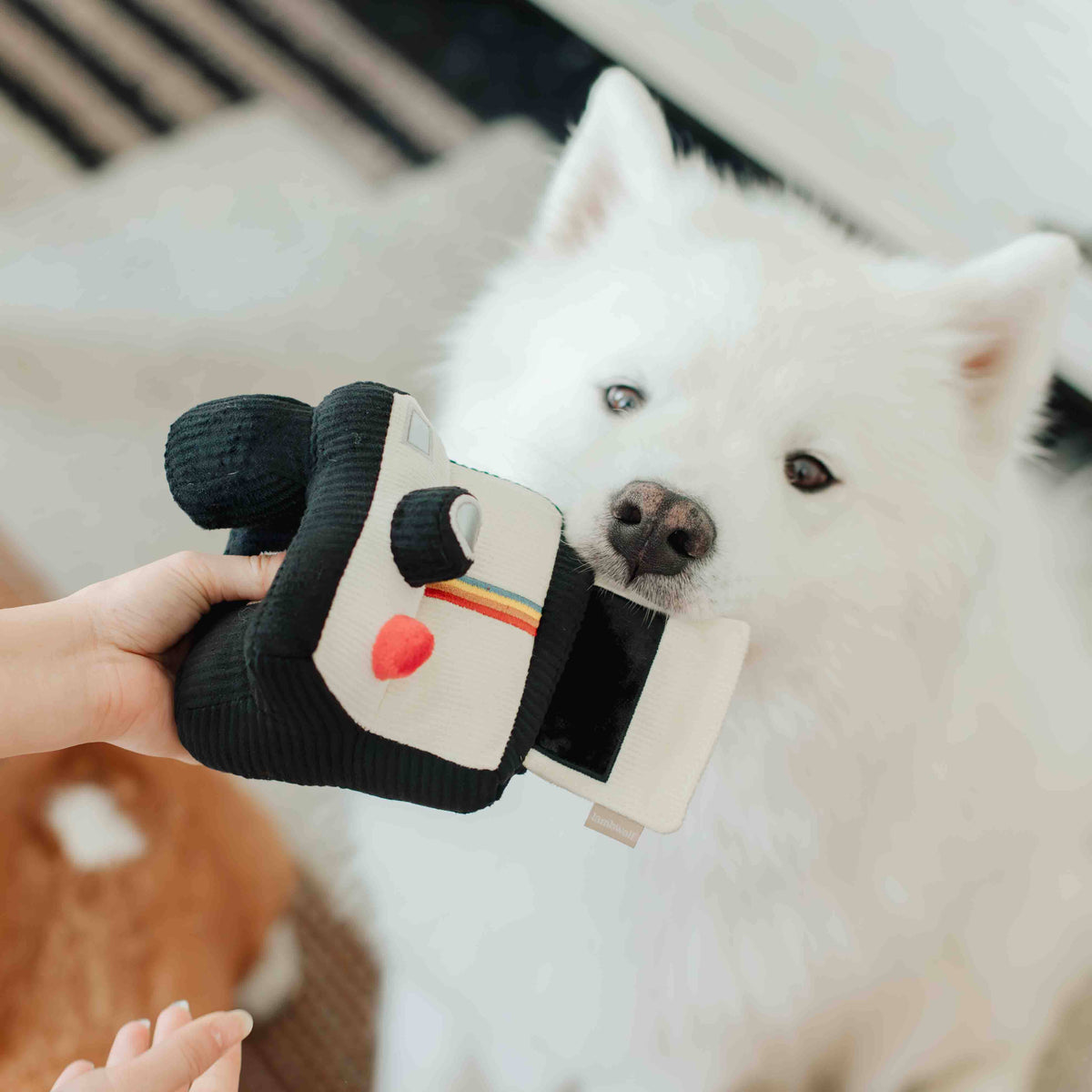 Lambwolf Collective - INSTANT CAMERA // ENRICHMENT DOG TOY // SNUFFLE TOY