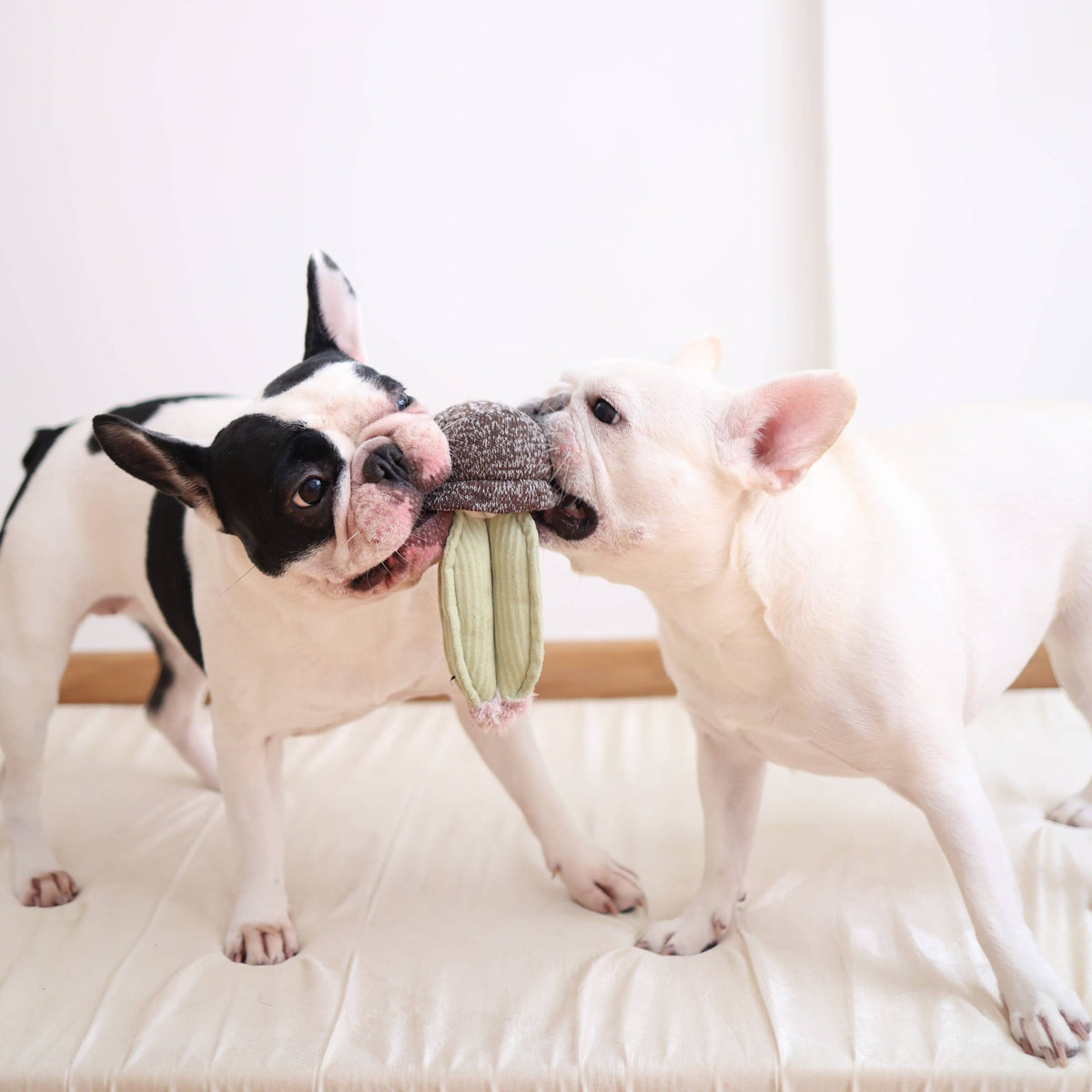 Lambwolf Collective - CACTUS // ENRICHMENT DOG TOY // Squeaky + DECO Toy