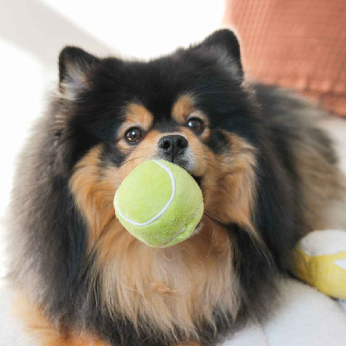 Lambwolf Collective - TENNIS POP // ENRICHMENT DOG TOY // Squeaky Ball Set