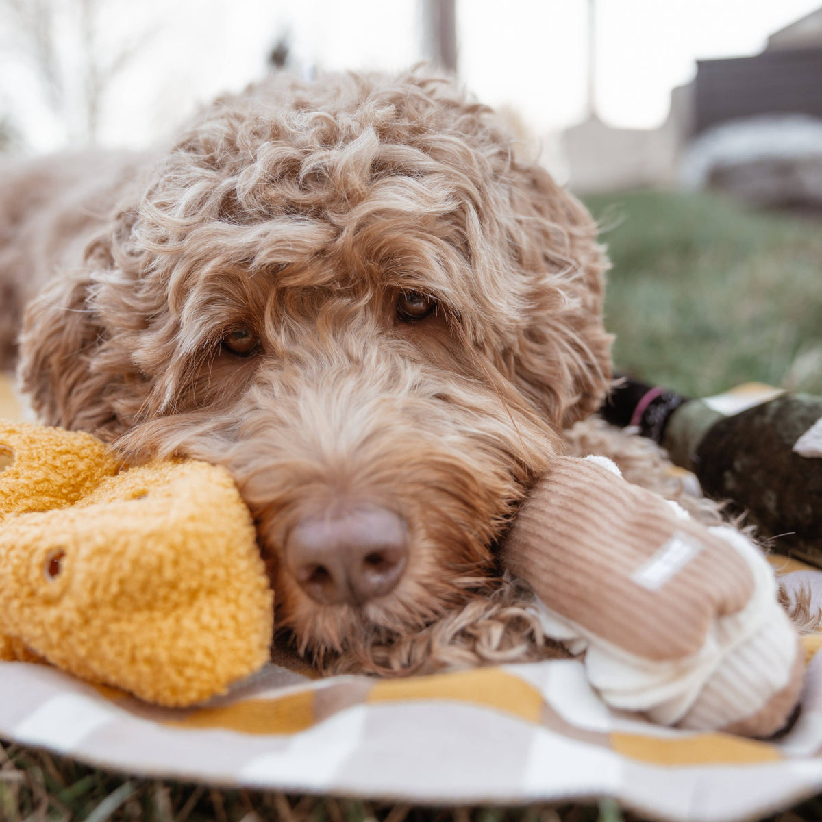 Lambwolf Collective - FROMAGE // ENRICHMENT DOG TOY // SNUFFLE TOY