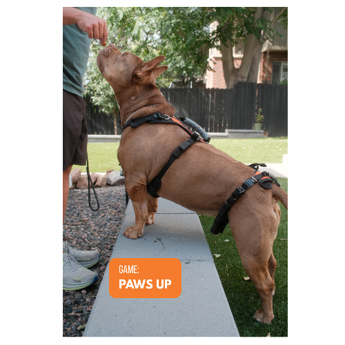 SodaPup Dog Toys - YOUR DOG IS BORED - 32 ENRICHMENT ACTIVITY CARD DECK