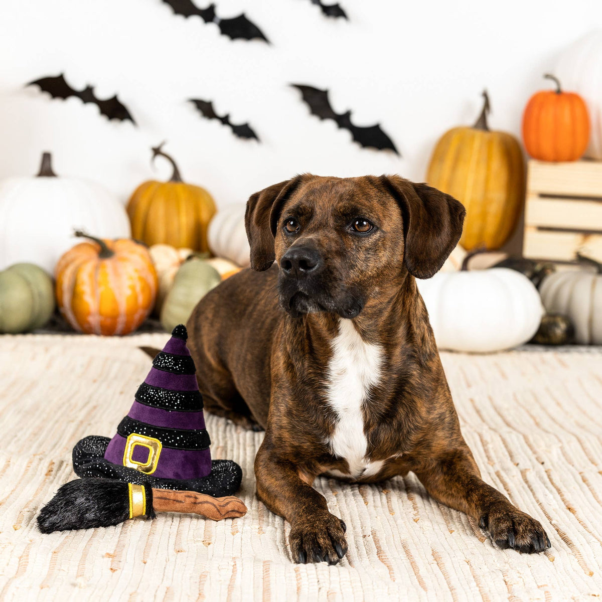 Petshop by Fringe Studio's If The Broom Fits Dog Plush Toy Set