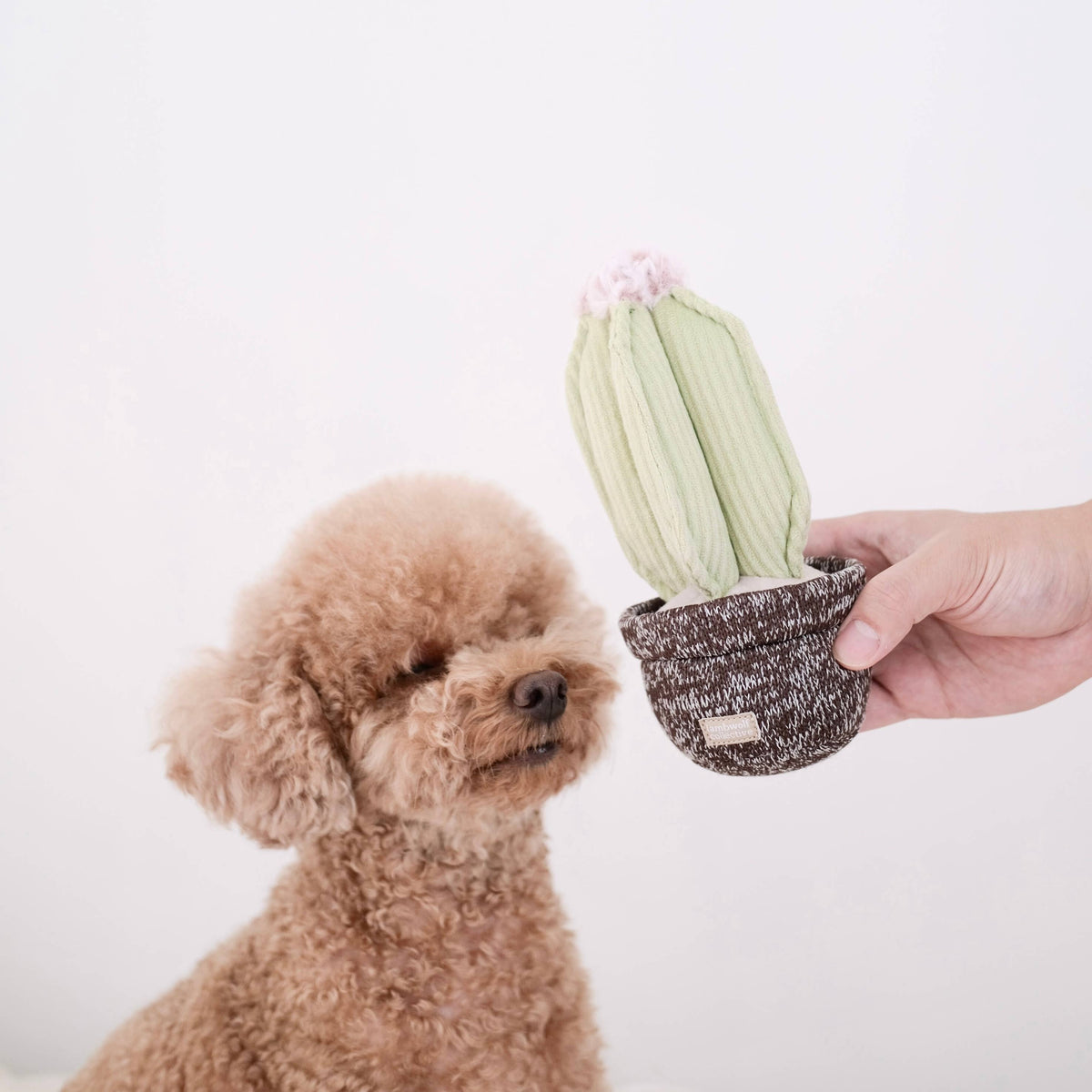 Lambwolf Collective - CACTUS // ENRICHMENT DOG TOY // Squeaky + DECO Toy
