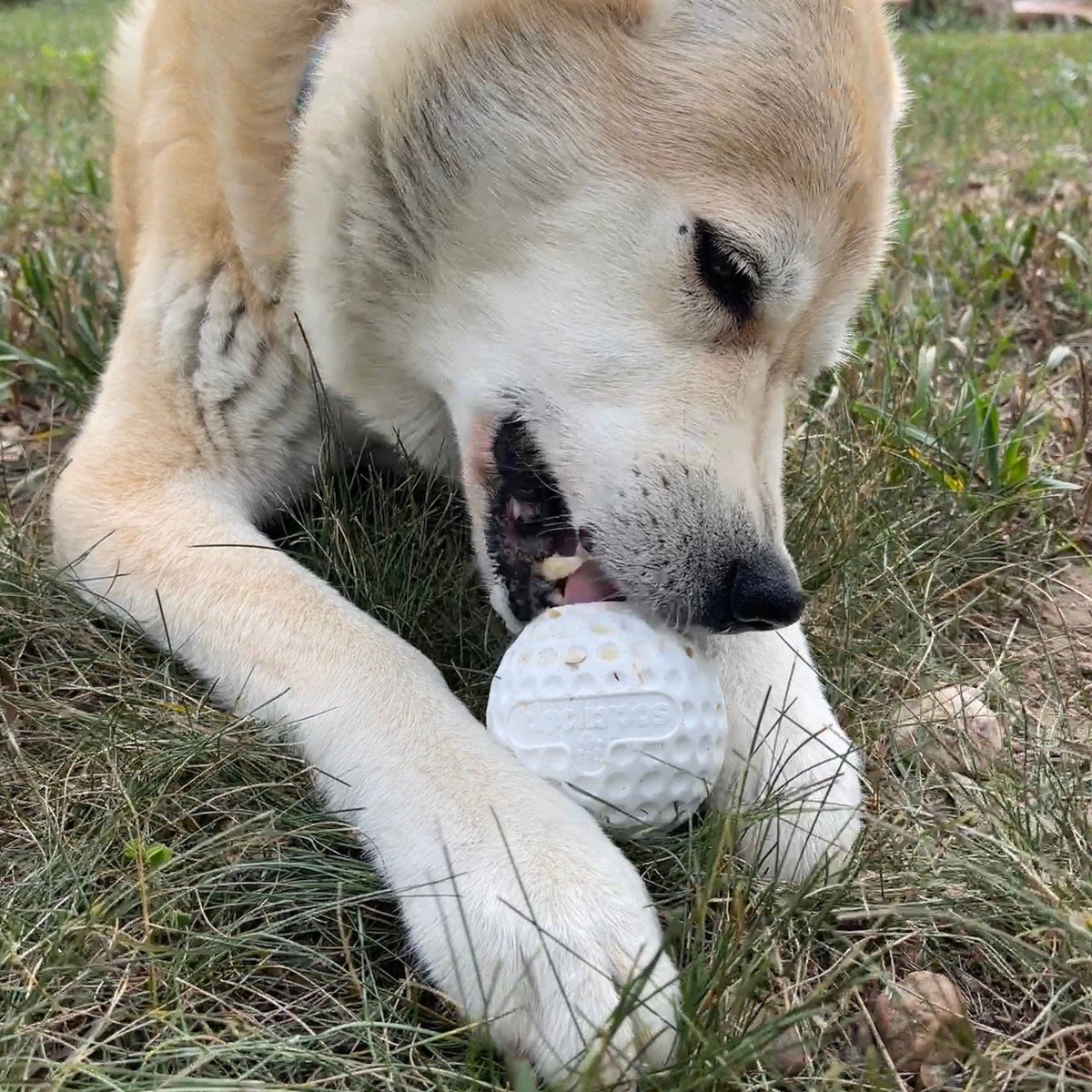 SodaPup Dog Toys - Golf Ball Rubber Dog Chew Toy | Floating Treat Dispenser | USA Made