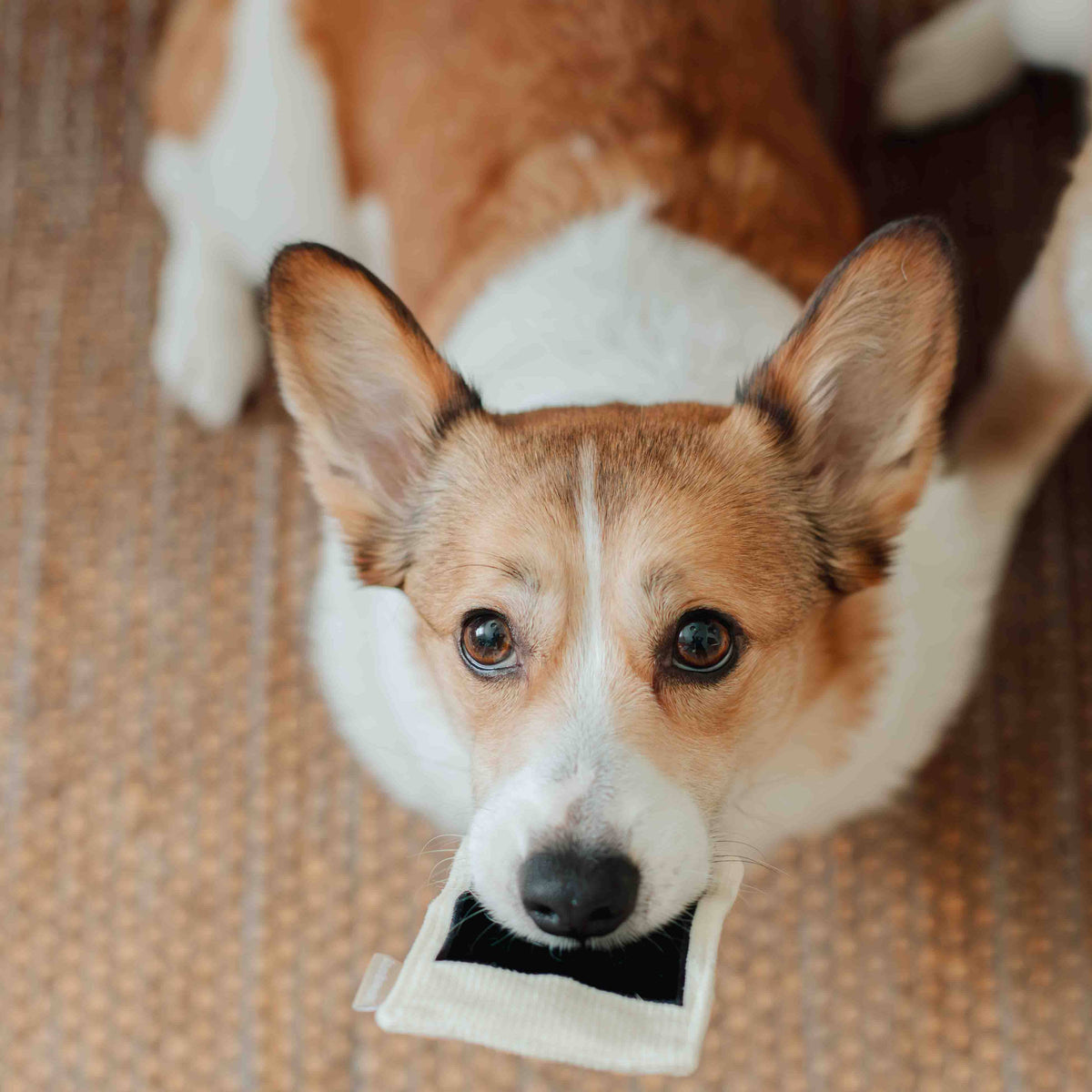Lambwolf Collective - INSTANT CAMERA // ENRICHMENT DOG TOY // SNUFFLE TOY