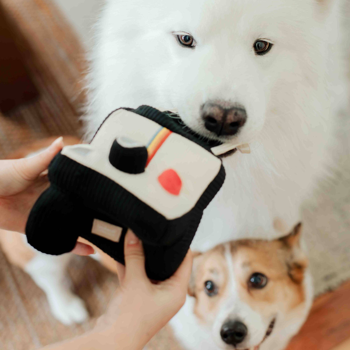 Lambwolf Collective - INSTANT CAMERA // ENRICHMENT DOG TOY // SNUFFLE TOY