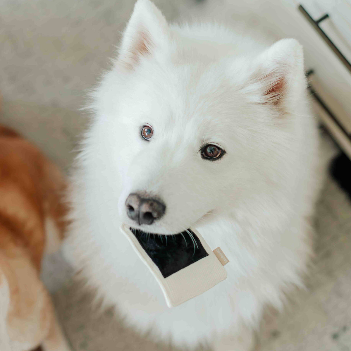Lambwolf Collective - INSTANT CAMERA // ENRICHMENT DOG TOY // SNUFFLE TOY