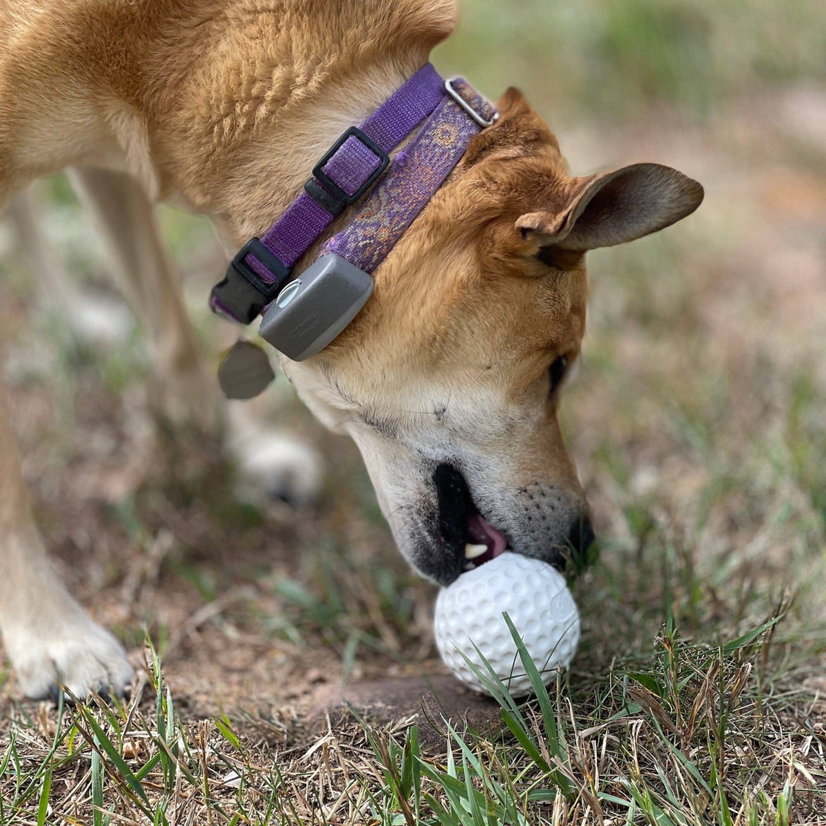 SodaPup Dog Toys - Golf Ball Rubber Dog Chew Toy | Floating Treat Dispenser | USA Made