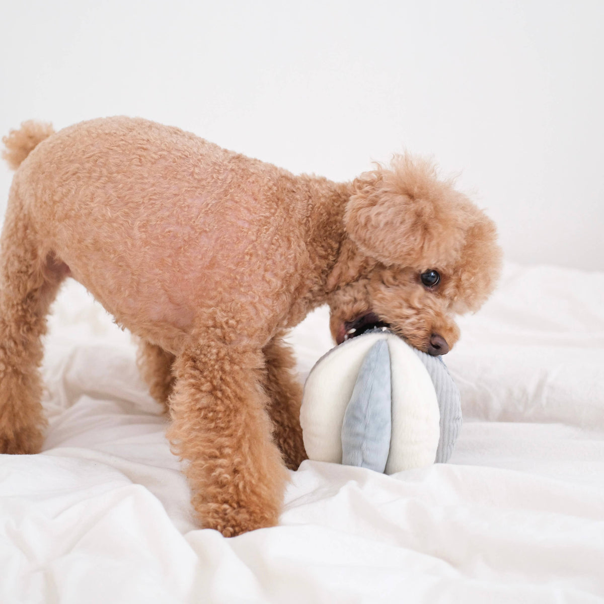 Lambwolf Collective's TOTO Snuffle Ball Enrichment Dog Toy